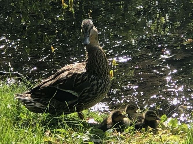 Goose Pond Park Ducks May 2020