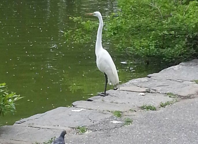 Goose Pond Park White Crane May 2020